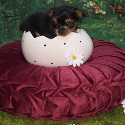 A réserver chiot yorkshire terrier mâle lof #0