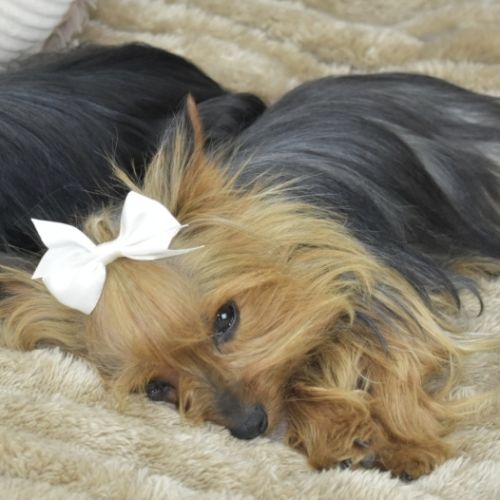 A réserver chiot yorkshire terrier mâle lof #2