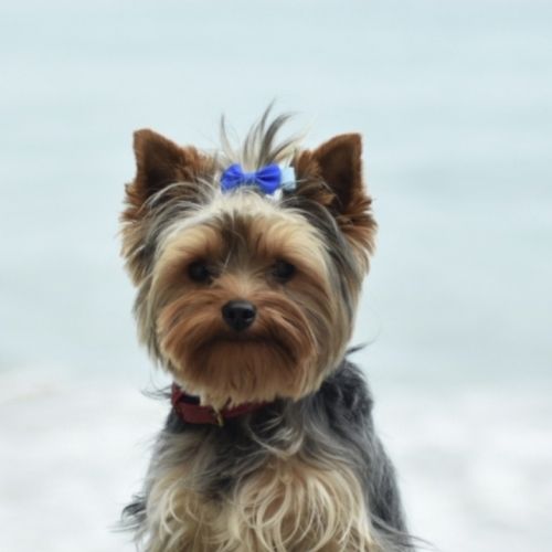 A réserver chiot yorkshire terrier mâle lof #3