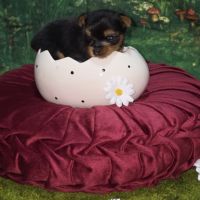 A réserver chiot yorkshire terrier mâle lof