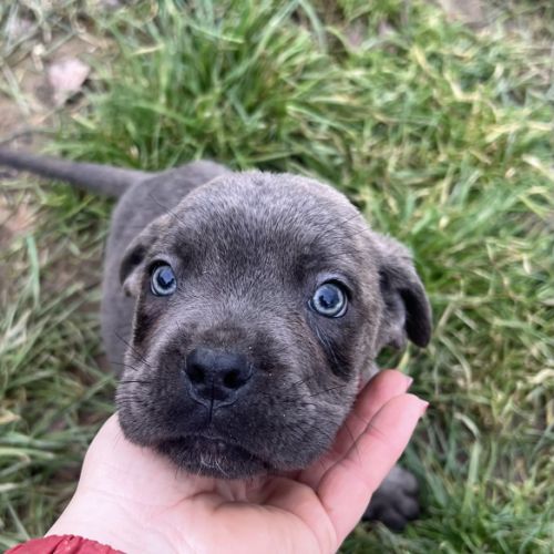 Chiots cane corso #1