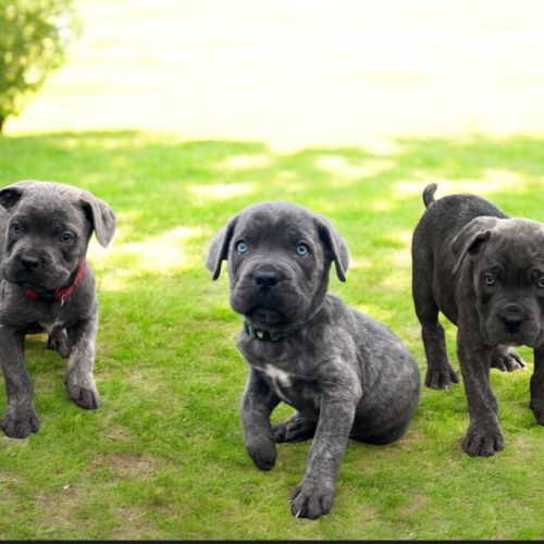 Chiots cane corso #0