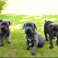 Chiots cane corso