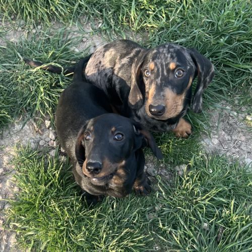 Chiots teckels #1