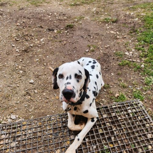 Chien dalmatien 2 ans et demi #0