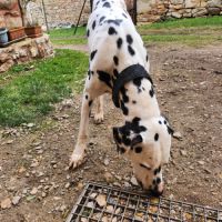 Chien dalmatien 2 ans et demi #1