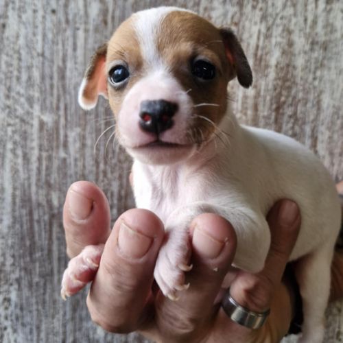 A réserver bébés croisé chihuahua #1