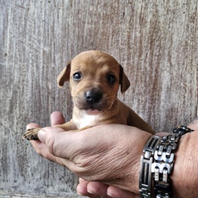 A réserver bébés croisé chihuahua