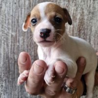 A réserver bébés croisé chihuahua #1
