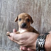 A réserver bébés croisé chihuahua #0