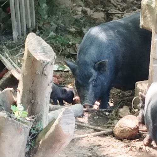 Cochon vietnamien noir nain #0