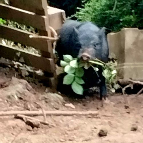 Cochon vietnamien noir nain #2