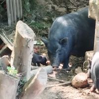 Cochon vietnamien noir nain