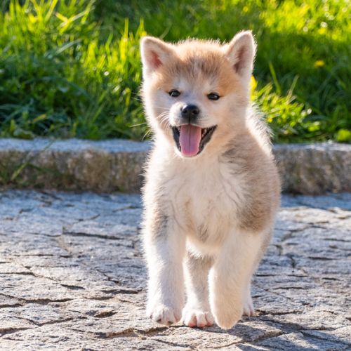 Chiots femelles rousses akita inu lof #1