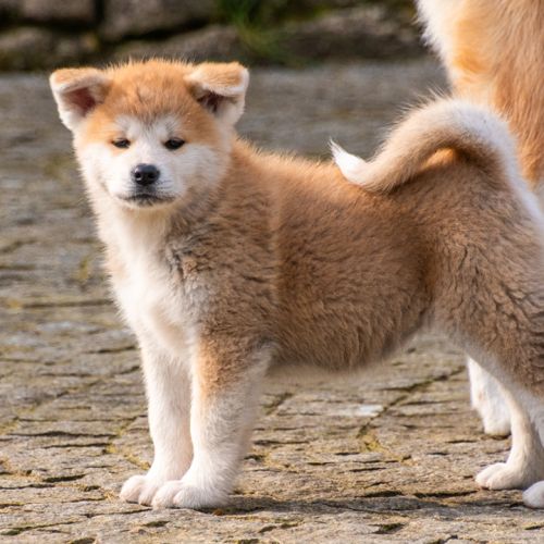 Chiots femelles rousses akita inu lof #2