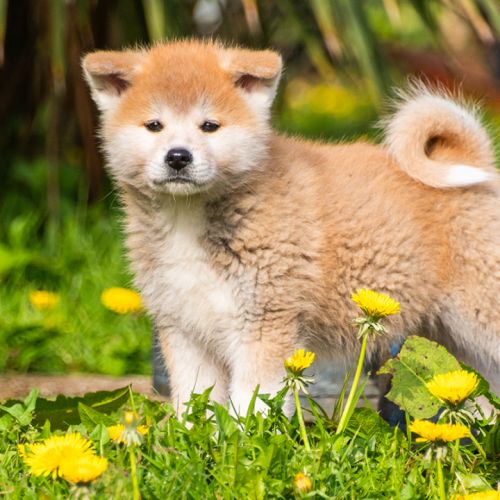 Chiots femelles rousses akita inu lof