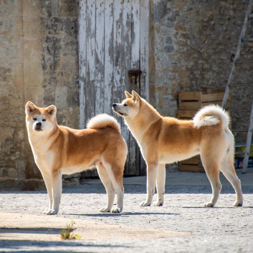Chiots akita inu lof #1