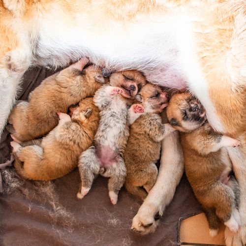 Chiots akita inu lof #2