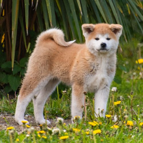 Chiot femelle akita inu lof