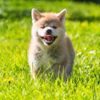 Chiots akita inu lof