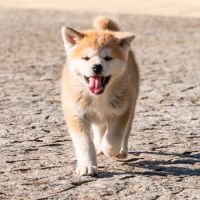 Chiots akita inu lof