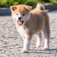Chiots akita inu lof