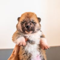 Chiots akita inu lof #0