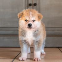 Chiots akita inu lof