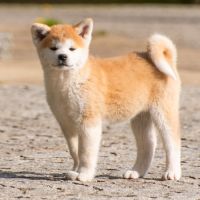 Chiots femelles akita inu lof 2 mois