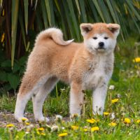 Chiot femelle akita inu lof