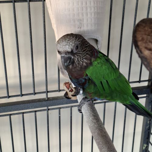 Perroquet du maillé #2