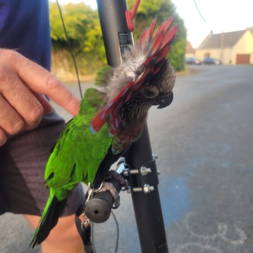 Perroquet du maillé #3