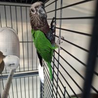 Perroquet du maillé #1