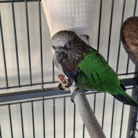 Perroquet du maillé #2