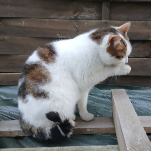 Chatte coquillette #2