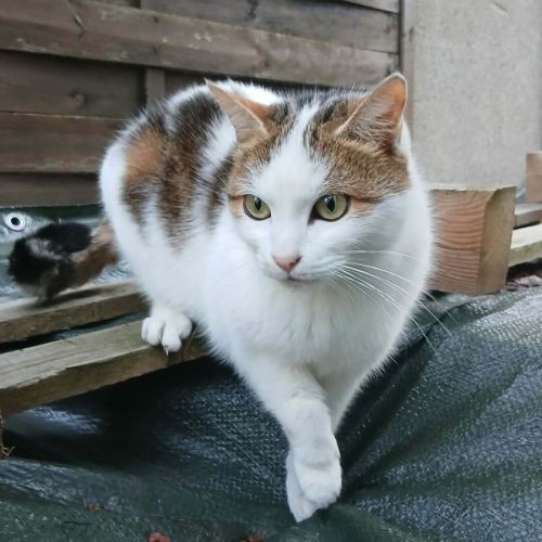 Chatte coquillette #4