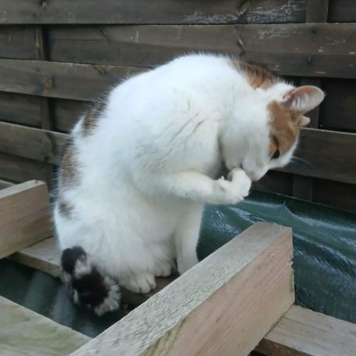 Chatte coquillette #5