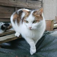 Chatte coquillette #3