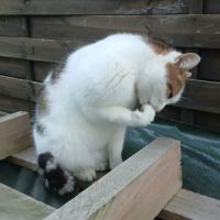 Chatte coquillette #5