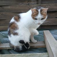 Chatte coquillette #6