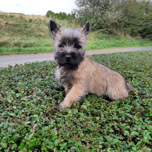 Super bébés cairn terrier #0
