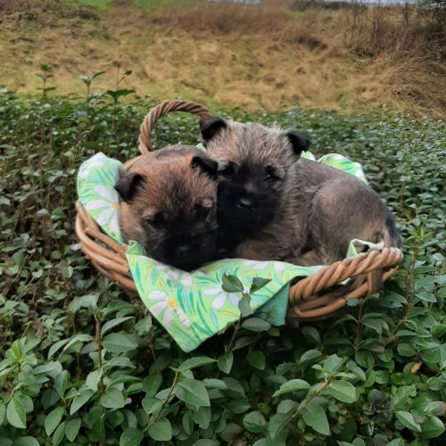 Super bébés cairn terrier #2