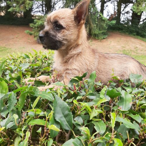 Super bébés cairn terrier #3