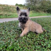 Super bébés cairn terrier
