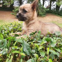 Super bébés cairn terrier #3