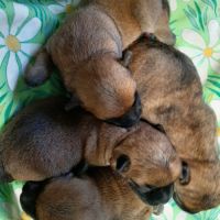 Super bébés cairn terrier #4