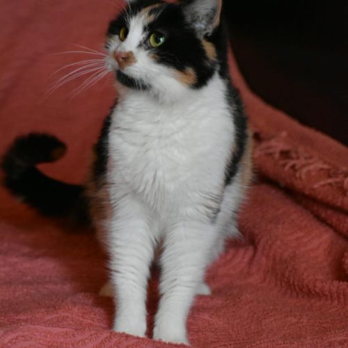 Badiane-junior touchante