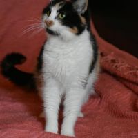 Badiane-junior touchante #0