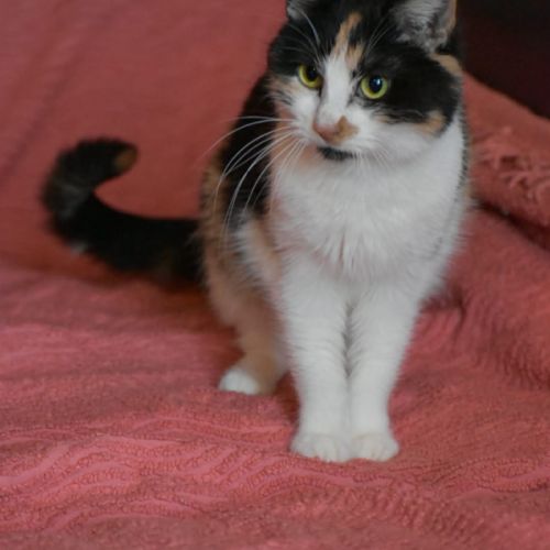 Junior touchante - badiane