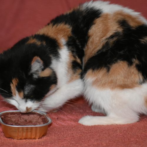 Junior touchante - badiane #4